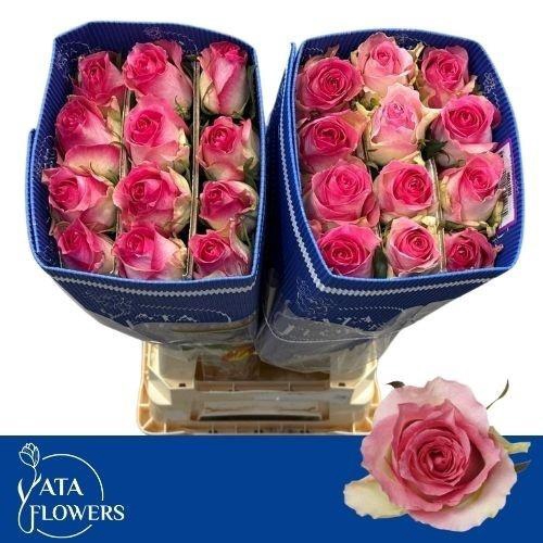 <h4>R GR MALIBU</h4>