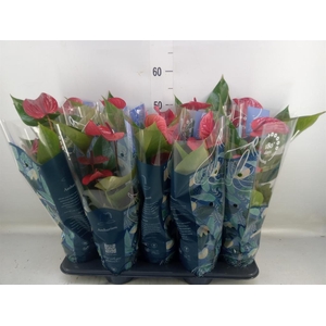 Anthurium andr. 'Picanta Red'