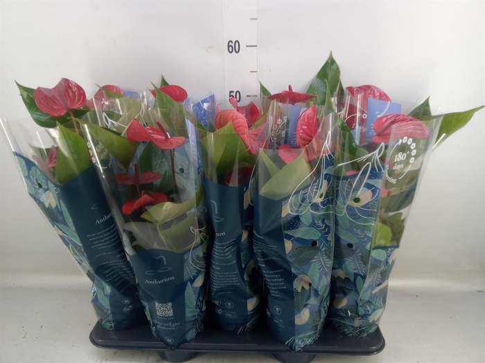 <h4>Anthurium andr. 'Picanta Red'</h4>