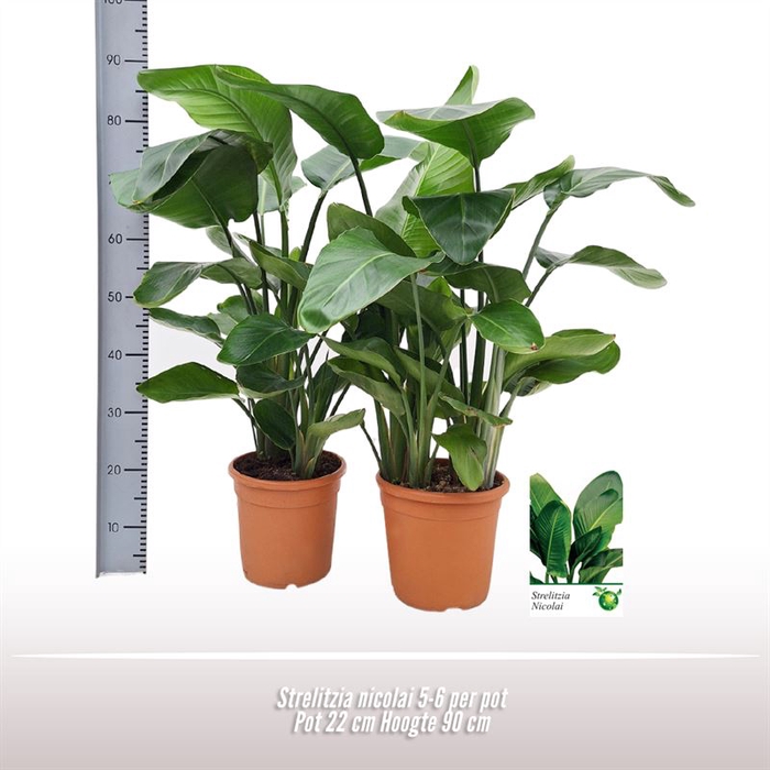 <h4>Strelitzia nicolai 5-6 per pot</h4>