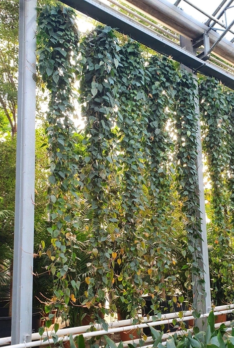 <h4>Philodendron Scandens</h4>