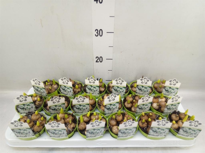 <h4>Ornithogalum balansae</h4>