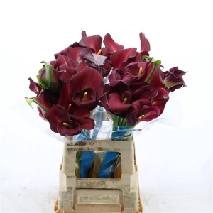 Calla Bordeaux Art