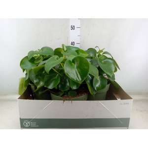 Peperomia polybotrya 'Raindrop'
