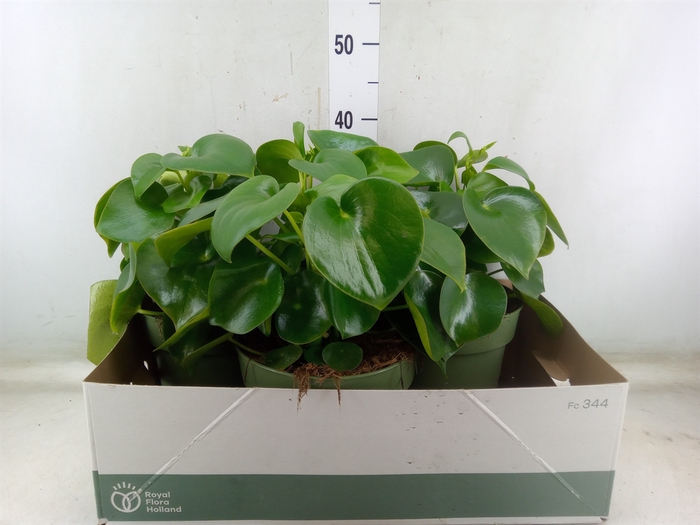 <h4>Peperomia polybotrya 'Raindrop'</h4>