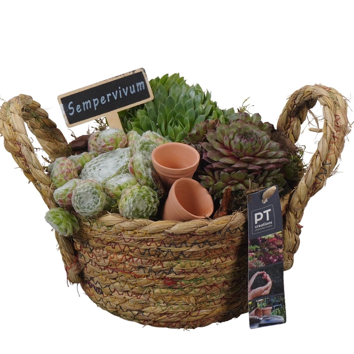 <h4>PTS7383 Arrangement Sempervivum in rieten mand</h4>