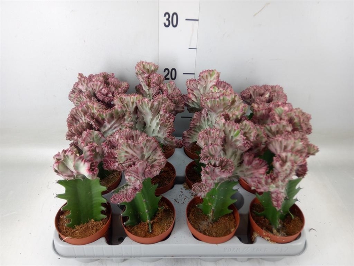 <h4>Euphorbia lactea</h4>