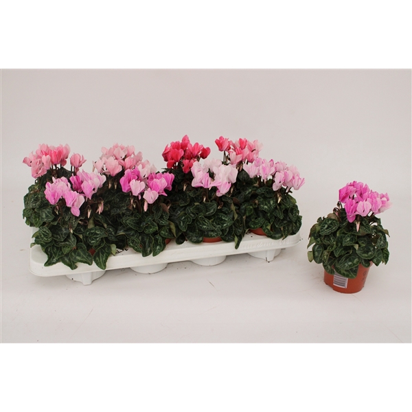 <h4>Cyclaam 'Crayon' Mixtray</h4>