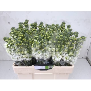 MATTH CENTUM WHITE
