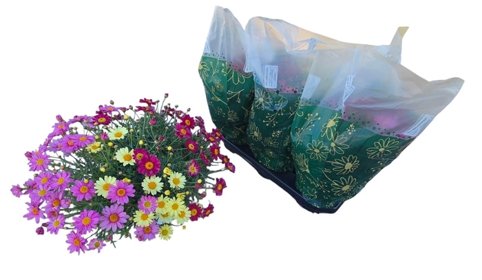 <h4>Arg Gem In Pot</h4>