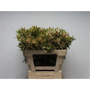 Leucad Ayoba Star Pearl