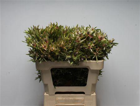 Leucad Ayoba Star Pearl