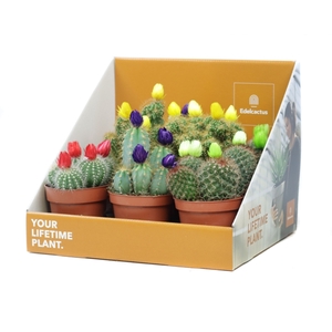 Cactus disco 8,5 cm in showdoos your lifetime plant