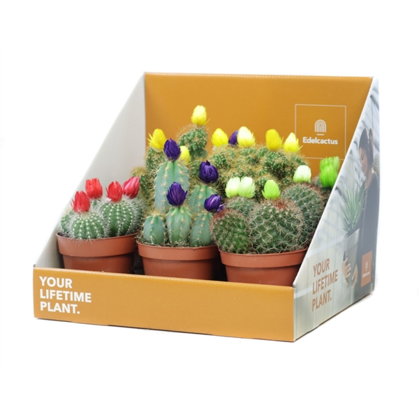 <h4>Cactus disco 8,5 cm in showdoos your lifetime plant</h4>