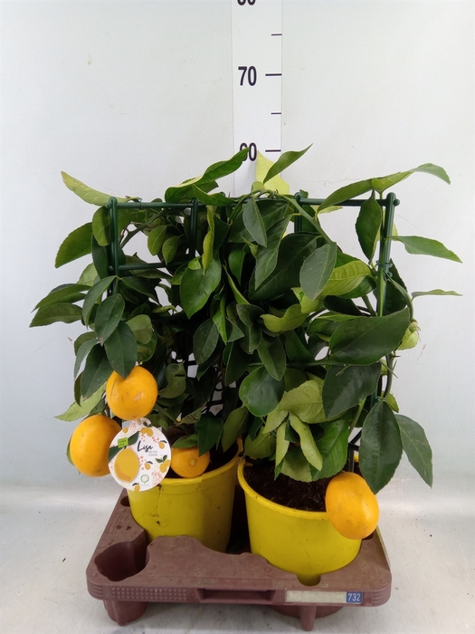 <h4>Citrus meyeri 'Meyer'</h4>