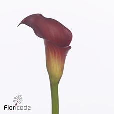 Zantedeschia call aruna