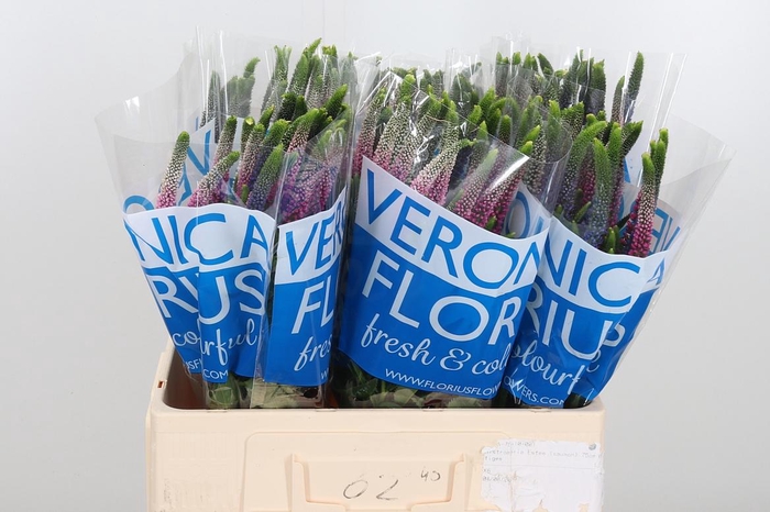 <h4>Veron Smart Col Gem</h4>