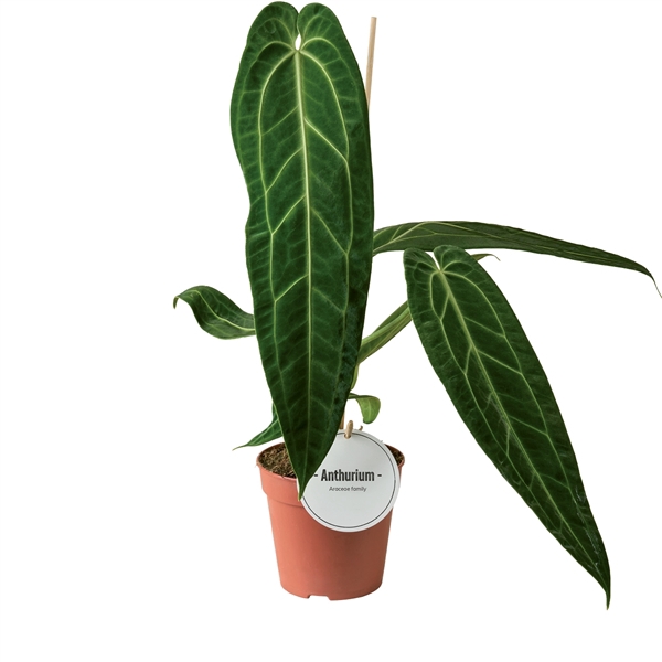 <h4>Anthurium Warocqueanum</h4>