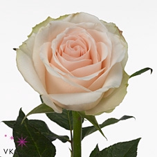 Rosa large high & bridal