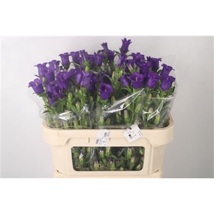Campanula Med Champ Deep Blue