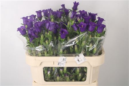 <h4>Campanula Med Champ Deep Blue</h4>