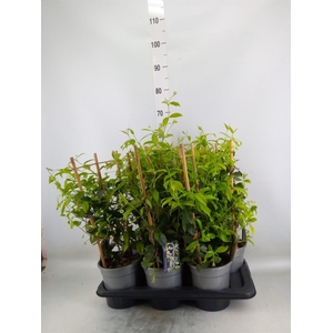 Trachelospermum jasm.