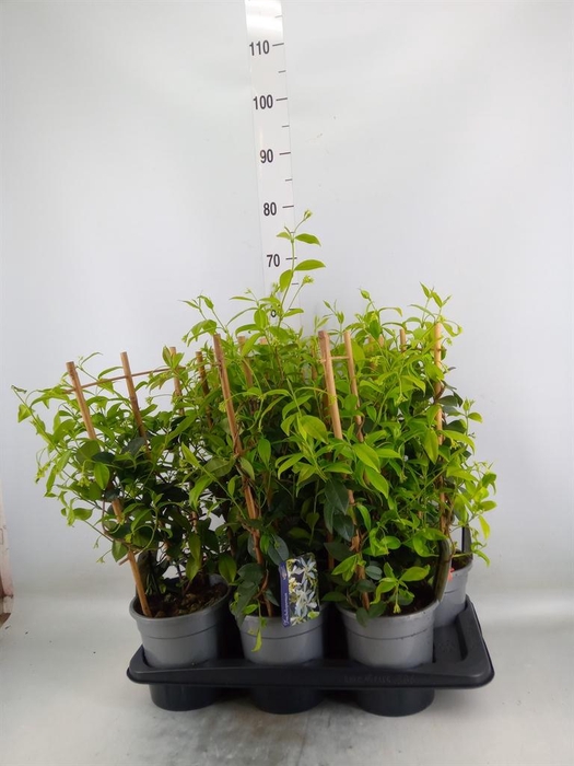 <h4>Trachelospermum jasm.</h4>