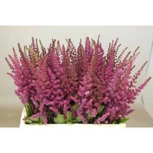 Astilbe Maggie Daley Rutgrink
