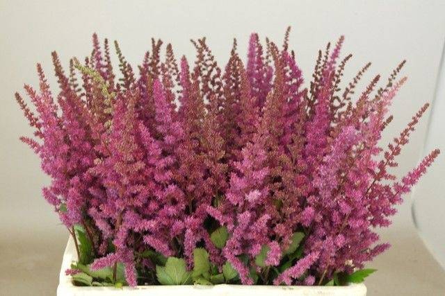<h4>Astilbe Maggie Daley Rutgrink</h4>