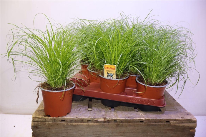 <h4>Cyper Alt Zumula</h4>