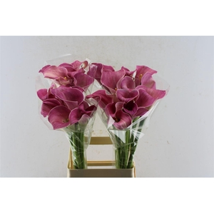 Zant Captain Romance Pink