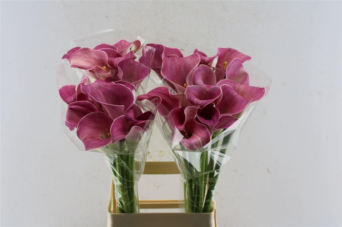 <h4>Zant Captain Romance Pink</h4>