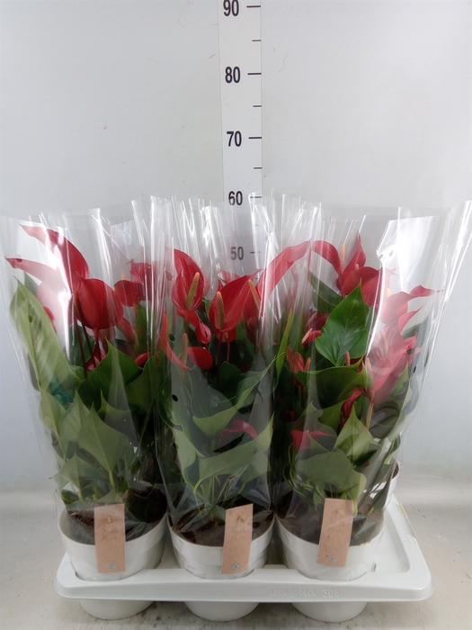 <h4>Anthurium  'Banderola Roja'</h4>