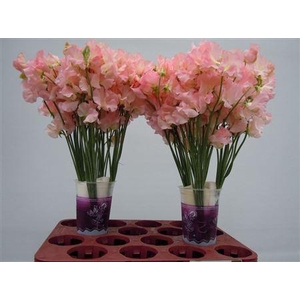 Lathyrus Parfum Salmon