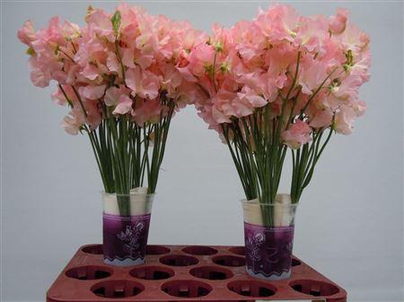 <h4>Lathyrus Parfum Salmon</h4>
