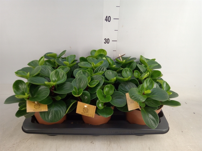 <h4>Peperomia obt. 'Red Canyon'</h4>