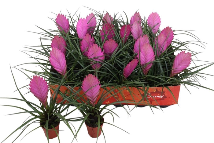 <h4>TILL CYANEA</h4>