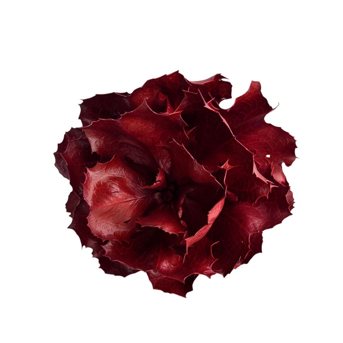 <h4>Hakea Dyed Red</h4>
