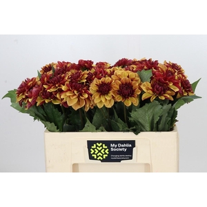 DAHLIA CREME DE COGNAC