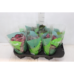 BEGONIA BELEAF P15 PO