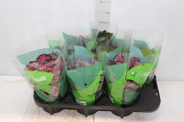 BEGONIA BELEAF P15 PO