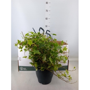 Hedera helix   ...mix varie yello