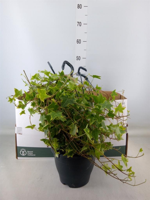 <h4>Hedera helix   ...mix varie yello</h4>