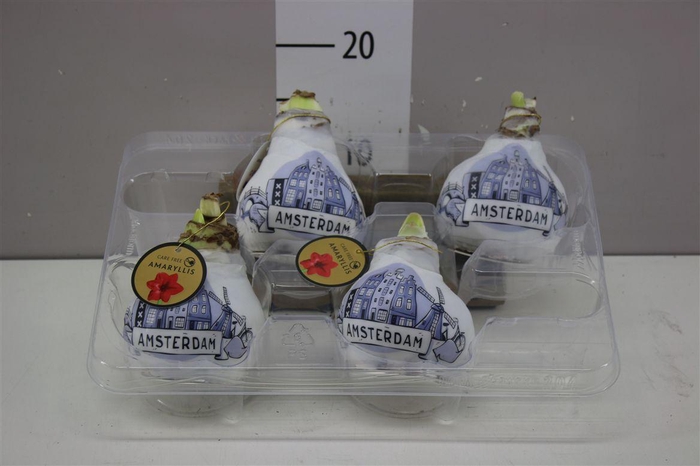 <h4>Hippeastrum Wax Amsterdam</h4>