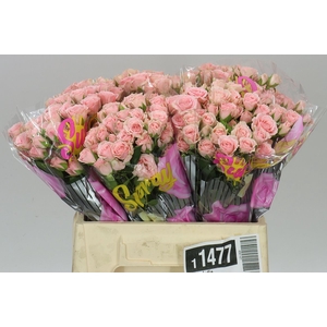 Rosa Tr Lydia