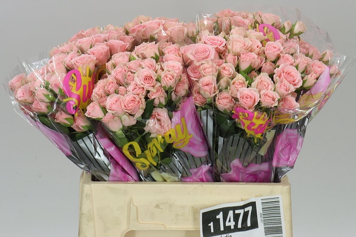 <h4>Rosa Tr Lydia</h4>