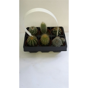 6 pack cactus