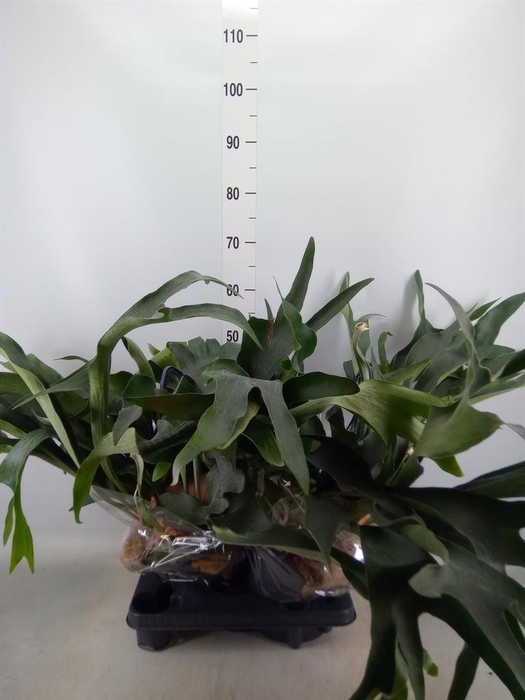 <h4>Platycerium bifurc.</h4>