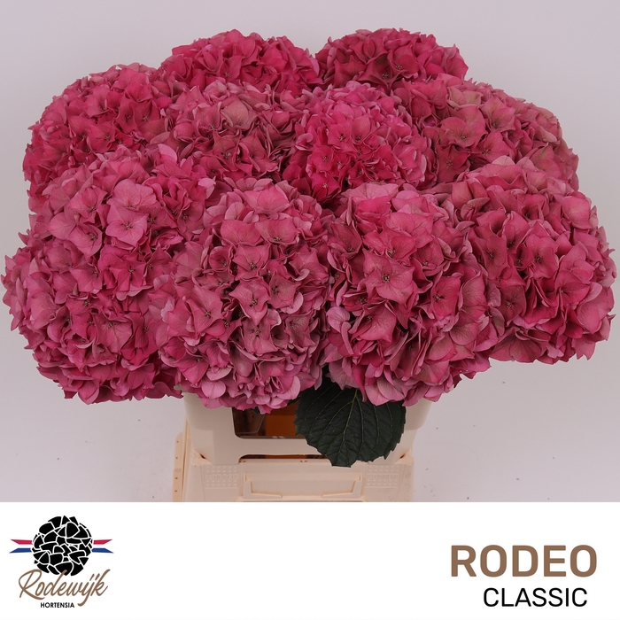 <h4>HYDR M CH RODEO CL</h4>