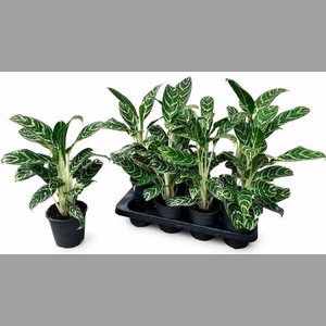 AG KL IVY GREEN